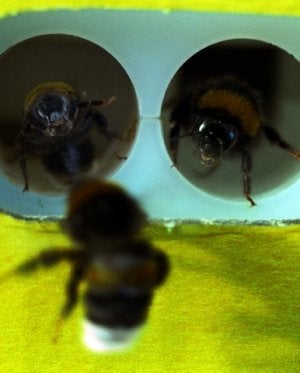 Abejorros. :: F. BONILLA