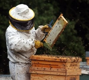 La apicultura está muy arraigada en la zona. :: J. C. G.