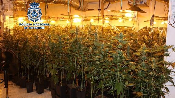 Desmantelan un cultivo ilegal de marihuana con más de 400 plantas en una casa