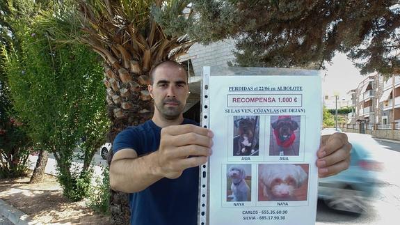 Carlos Luna, el dueño de las dos perras extraviadas en Albolote, posa junto a uno de los carteles que han creado para encontrarlas. 