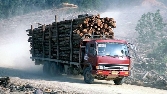 Un estudio acusa a Indonesia de ser el primer país del mundo en deforestación