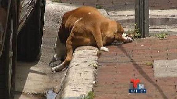 Terrible: Policía mata perro que ataca su caballo en Miami