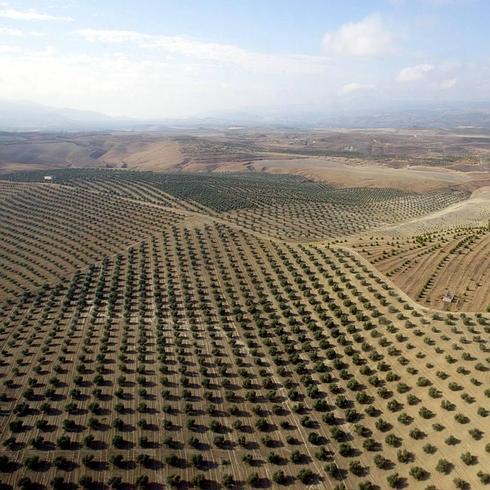 La Junta apoya la iniciativa para que el paisaje del olivar sea declarado Patrimonio de la Humanidad