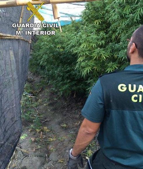 Intervienen 120 plantas de marihuana en dos casas y detienen a sus moradores