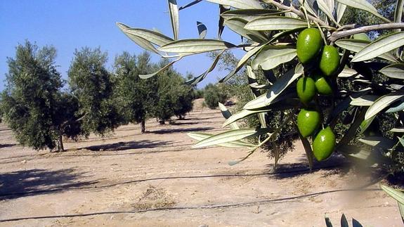 La proliferación de las plantaciones de olivar en la provincia de Almería, un boom que ha multiplicado por 16 la superficie dedicada a dicho cultivo en los campos de Filabres-Alhamilla. 