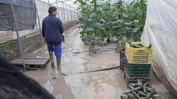 Uno de los invernaderos afectados por el temporal de noviembre de 2011 