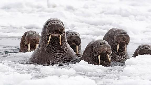 Miles de morsas se agolpan en la costa de Alaska por el deshielo en el Ártico