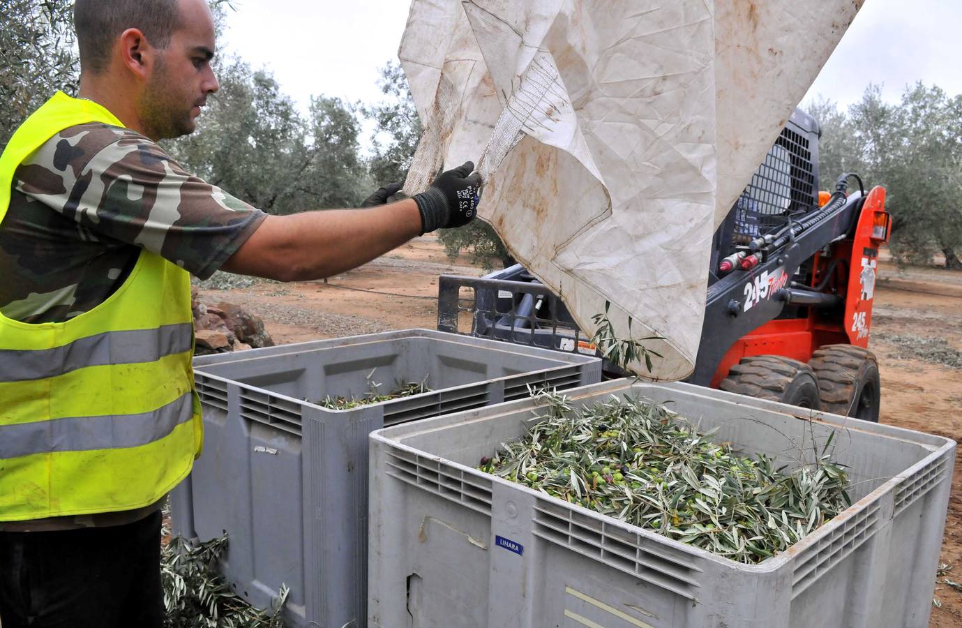 Recogida de la aceituna