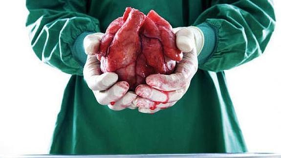 Insólito: Logran reanimar dos corazones muertos y trasplantarlos, confirmado