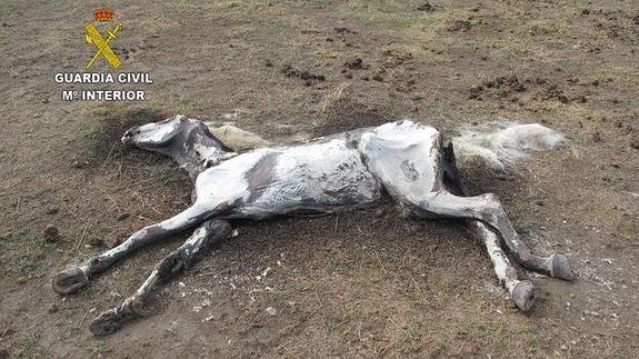 Fotografía del caballo en estado de descomposición.