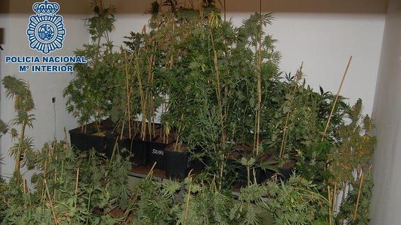 Detenido por tener un invernadero con más de 200 plantas de marihuana