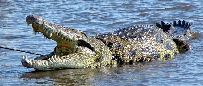 Mata al cocodrilo que se comió a su mujer embarazada