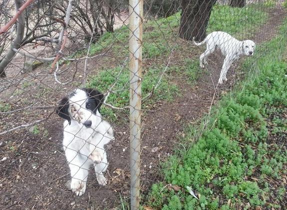 El cachorro y el cruce de pointer en el cortijo abandonado de donde fueron rescatados.