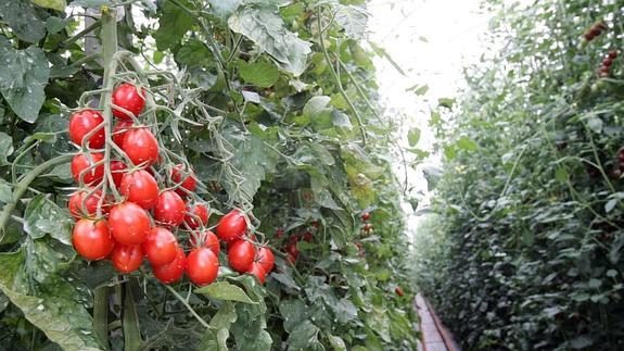 La agricultura intensiva almeriense es una de las más reconocidas a nivel mundial.