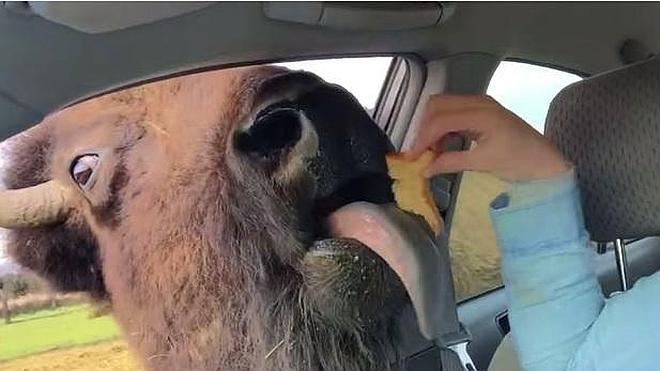 Una chica da de comer a un búfalo salvaje desde su propio coche y él lo agradece