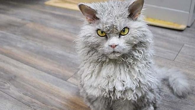 Albert, un gato-oveja con cara de malas pulgas