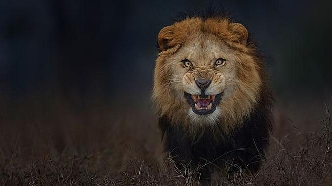 La impresionante imagen de un león hambriento antes de saltar sobre el fotógrafo