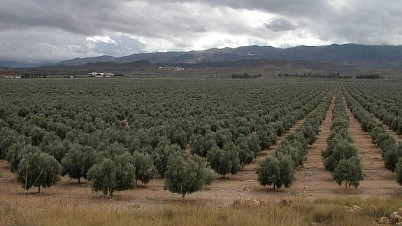 Una de las plantaciones de olivar que existen en la actualidad en las llanuras del Campo de Tabernas, en el interior de la provincia.