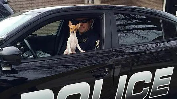 Spot, el perro policía más pequeño del mundo