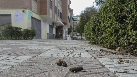 Excrementos de perro en una calle de Granada.