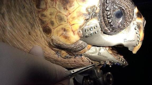 Salvan la vida de una tortuga gracias a una mandíbula impresa en 3D