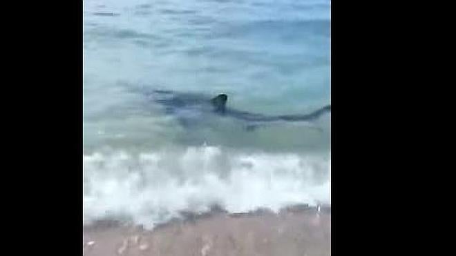 Un tiburón llega hasta la orilla de una playa en Aguadulce (Almería)