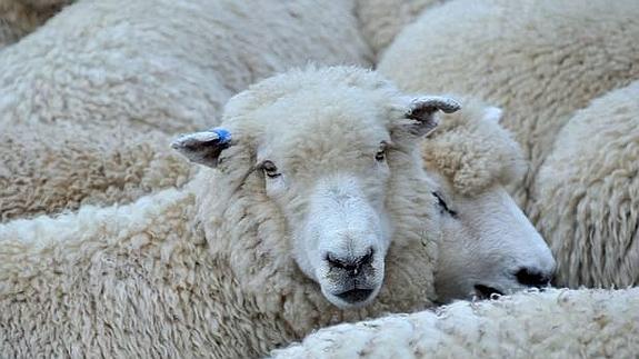 PETA denuncia a un pastor por "abusar verbalmente" de sus ovejas