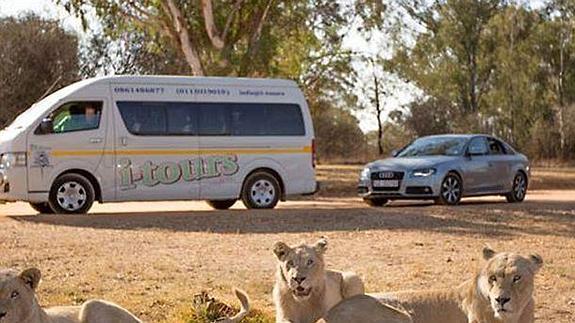 Así campan los vehículos en el Lion Park. 