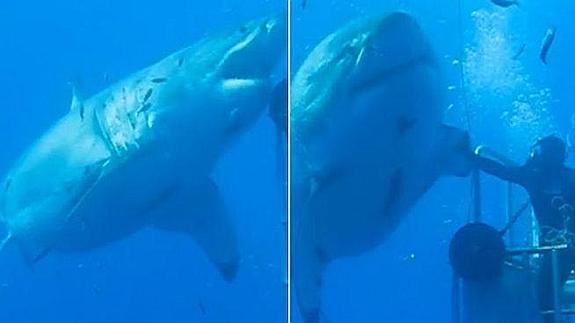 Graban al tiburón blanco más grande del mundo y le choca la mano