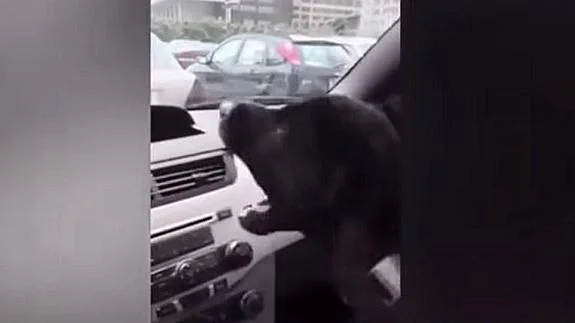 La alocada reacción de un cachorro al descubrir el aire acondicionado