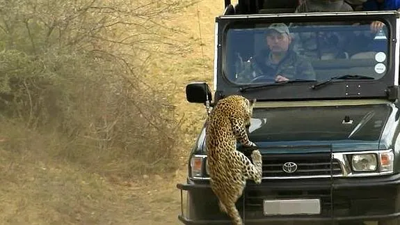 Atropellan dos veces a un leopardo después de que atacara al guía de un safari