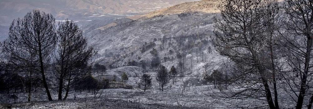 El fuego ha dejado el monte calcinado.
