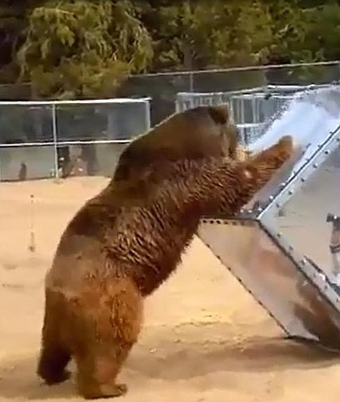 Peligroso juego: un oso ataca a una humorista en un programa de televisión