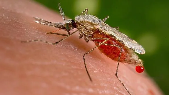 El Mosquito Anopheles y los otros 9 animales que más muertes humanas provocan