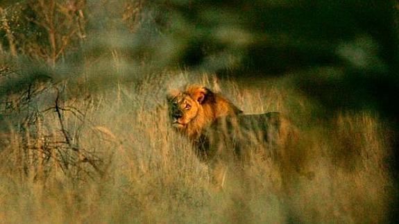 Imagen que demuestra que Jericó no resultó abatido por cazadores y sigue vivo.