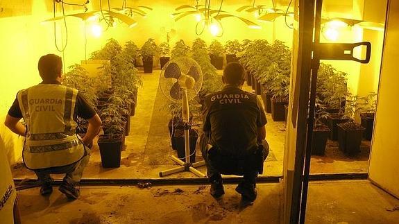 Dos detenidos en Frailes con 144 plantas de marihuana