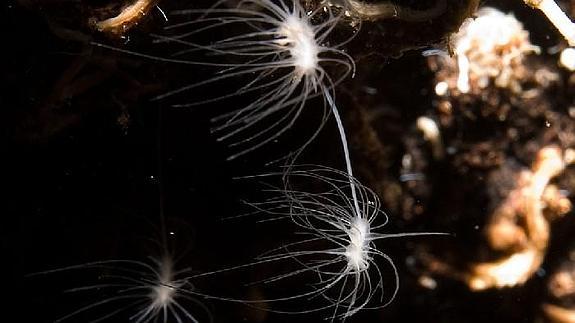 Asbestopluma hypogea 