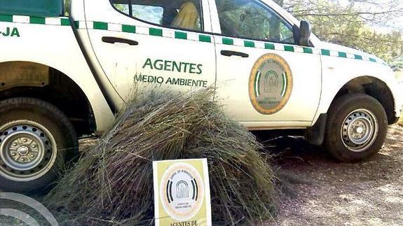 Denuncian a seis personas por coger hierbas en el Parque Natural de Cazorla