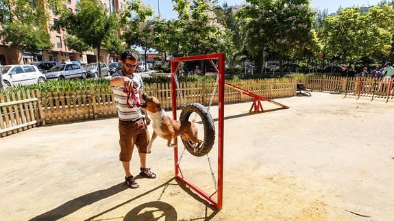 Un perro juega con su dueño en un pipican. 