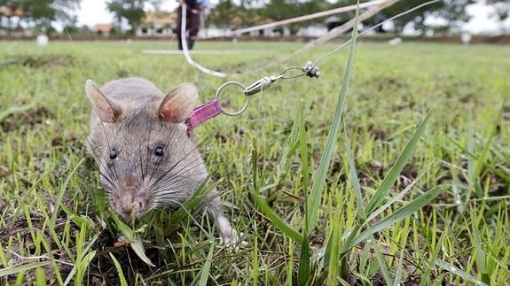Ratas gigantes que salvan vidas en zonas minadas