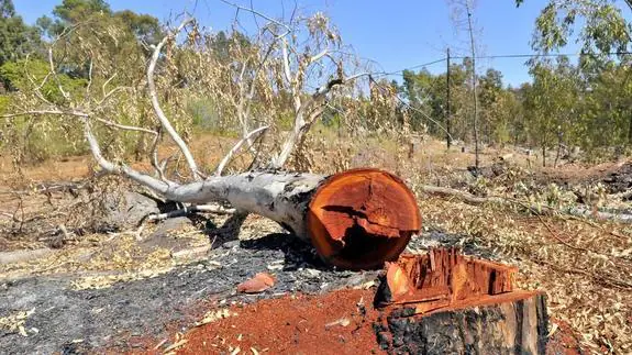Varios ejemplares de eucaliptos se han visto afectados por la tala realizada sin licencia.