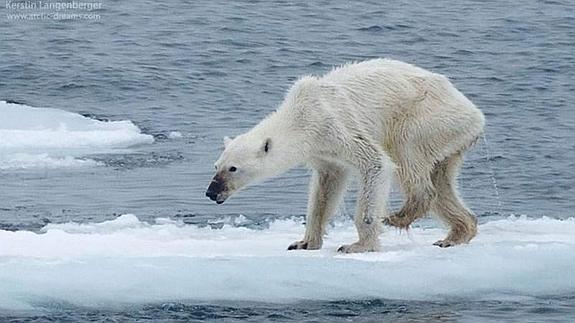 Impactante imagen de una osa polar desnutrida por el cambio climático en el Ártico