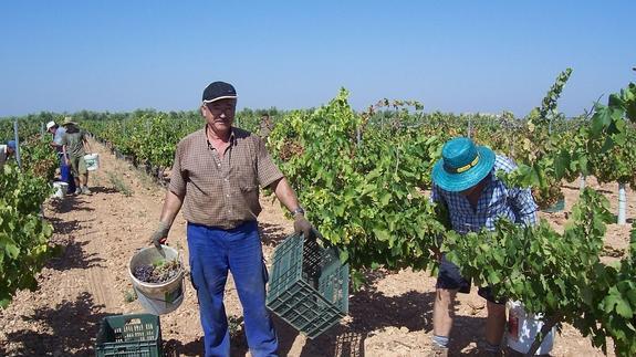 Viñas en la provincia de Jaén.