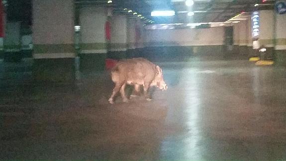 Atrapan a un jabalí en el parking de La Caleta