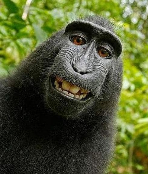 Piden que los tribunales reconozcan los derechos de autor de un mono por su selfies