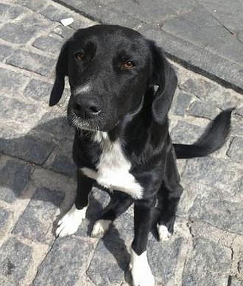 Otro cachorro busca un hogar en Granada