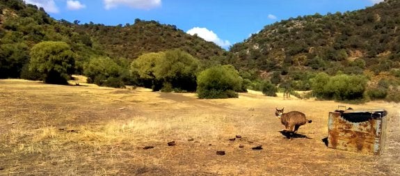 Kaa en el momento de ser liberada en Sierra Morena tras haber sido capturada la pasada semana en Sierra Arana y trasladada a su lugar de origen.