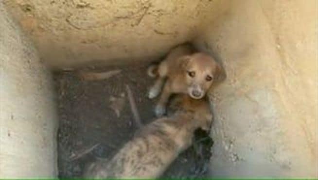 Rescatan con vida a tres cachorros tras una semana sin poder salir de una alcantarilla