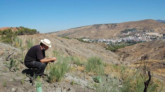 Francisco Valle comprueba la evolución de las especies reforestadas en la zona. :