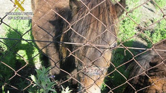 El dueño de este poni fue imputado por maltrato animal debido a las heridas visibles del animal.  